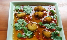 Những loại sâu bọ 'độc nhất vô nhị' đắt đỏ, thực khách săn lùng 