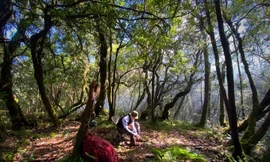 Choáng ngợp "kỳ quan" bên trong khu rừng đỗ quyên quý hiếm nhất Việt Nam