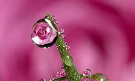 Sống động ngắm hoa nở trong... sương