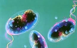 Vi khuẩn. Ảnh minh họa