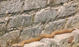 Hàng ngàn người khấn vái một con rắn