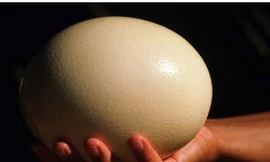 Lấy trứng ném vợ, ngồi tù sáu tháng