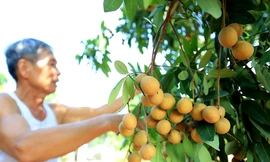 Thăm kinh đô nhãn lồng nức tiếng ngàn xưa