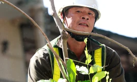 Công nhân cắt tỉa cây xanh dưới trời nắng nóng 38 độ