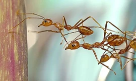 Ngộ nghĩnh, tình đoàn kết tuyệt vời của loài vật