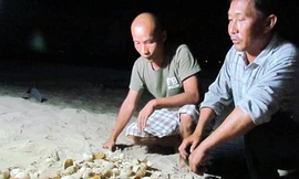 Nỗi buồn rùa da trước nguy cơ tuyệt chủng