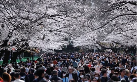 Dòng người trong công viên Ueno dự lễ hội hoa anh đào hôm 22/3. (Ảnh: Reuters)