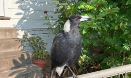 Chú chim ác là bị bắt gặp đang bắt chước tiếng còi báo động của xe cứu hỏa. (Ảnh: CNN)