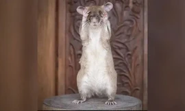 Chú chuột Magawa. (Ảnh: PDSA)