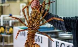 Một con tôm hùm đá được bắt trên vùng biển của Úc. (Ảnh: ABC)