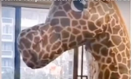 Người phụ nữ mặc đồ hóa trang thành hươu cao cổ khi vào viện. (Ảnh từ clip)