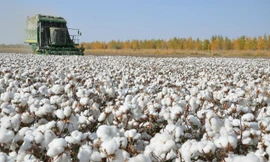 Một cánh đồng bông ở Tân Cương