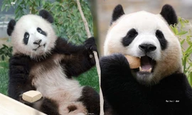 "Công chúa" Fubao ngày đầu "debut" ở Trung Quốc: Sơ hở là lên Hot Search