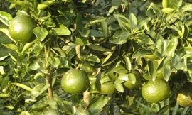 Cây quýt gai chữa phong thấp, đau lưng