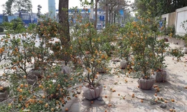 Hàng trăm cây quất bị "bỏ rơi" trên đường Tố Hữu. Ảnh: M.Đ