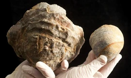 Hóa thạch hàu 150 triệu tuổi ngậm 'ngọc trai khổng lồ'