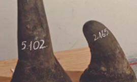 Bắt hơn bảy kg sừng tê giác qua đường hàng không