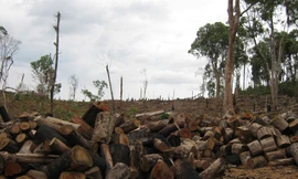 Di cư tự do vẫn tàn sát rừng
