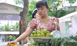 Mang rau hữu cơ đến gần hơn với cộng đồng