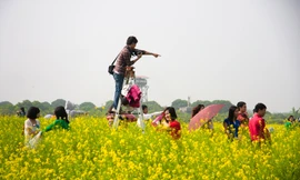 “Sốt” dịch vụ mùa hoa cải