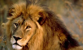 Sư tử tấn công một đôi nam nữ đang "mây mưa" trong bụi rậm ở Châu Phi