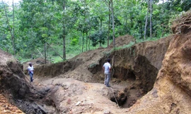 Xới tung rừng cao su để tìm vàng