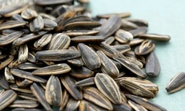 Chưa phát hiện chất gây teo não trong 10 mẫu hướng dương