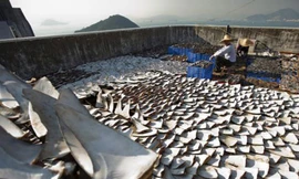 Trung Quốc: Vi cá mập 'giả' chứa hóa chất độc hại