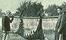 Đội đặc nhiệm kỳ lạ của triều Nguyễn