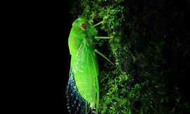 Sặc sỡ 'những tay kèn nổi tiếng' trong thiên nhiên