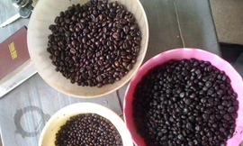 Giật mình cà phê chế biến từ đậu nành cháy