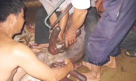 Chuẩn bị lấy nhung hươu