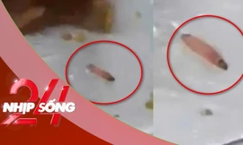 NHỊP SỐNG 24: Nhà trường lên tiếng vụ ấu trùng trong suất ăn bán trú