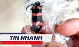 TIN NHANH: Tử vong sau ăn sâu 'tăng cường sinh lý'; WHO họp khẩn về bệnh đậu mùa khỉ
