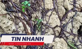 TIN NHANH: Nguyên nhân hàng nghìn con giun chui lên mặt đất khiến người dân lo lắng