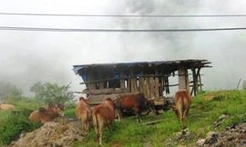 Kinh hoàng công nghệ 'phù phép' thịt trâu bò