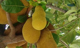 Cây mít: Vị thuốc an toàn cho trẻ nhỏ