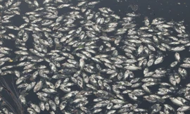 Hàng tấn cá chết nổi trắng hào thành cổ Vinh