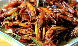 Ăn cào cào, một người phụ nữ bị sốc phản vệ, tử vong