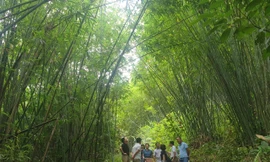 Cây lùng giúp dân miền núi Nghệ An xóa đói giảm nghèo bền vững