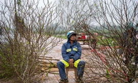 Mưa rét căm căm, người bán đào, quất ngồi 'ngóng' khách ngày 29 Tết