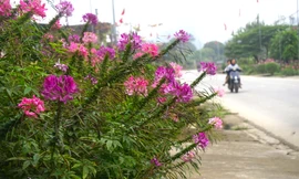 Hoa công chúa, thược dược vươn mình khoe sắc dọc quốc lộ