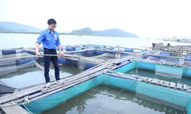 Bí thư chi đoàn là đảng viên trẻ xuất sắc, thu trăm triệu mỗi năm nhờ nuôi cá