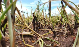 Xót xa hàng nghìn ha rau ở Nghệ An chết rũ ngoài đồng