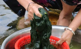 Lội suối hái rêu đá chế biến món ngon ngày Tết