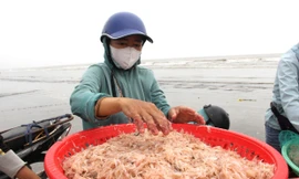 Sau vài giờ xông biển đầu năm, ngư dân thu tiền triệu