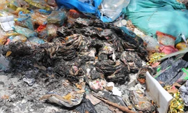 Kinh hãi rác thải ngập ngụa trên tuyến đường ven sông Vinh