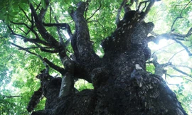 Ngắm ‘Bách niên cổ mộc’ 500 năm tuổi rỗng ruột vẫn xanh tươi