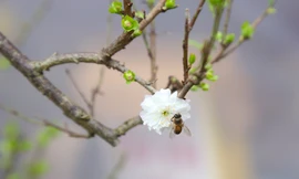 Chi tiền triệu rước nhất chi mai chỉ nở một lần dịp Tết 