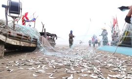 Ngư dân đánh bắt gần bờ, thu tiền triệu trong ngày